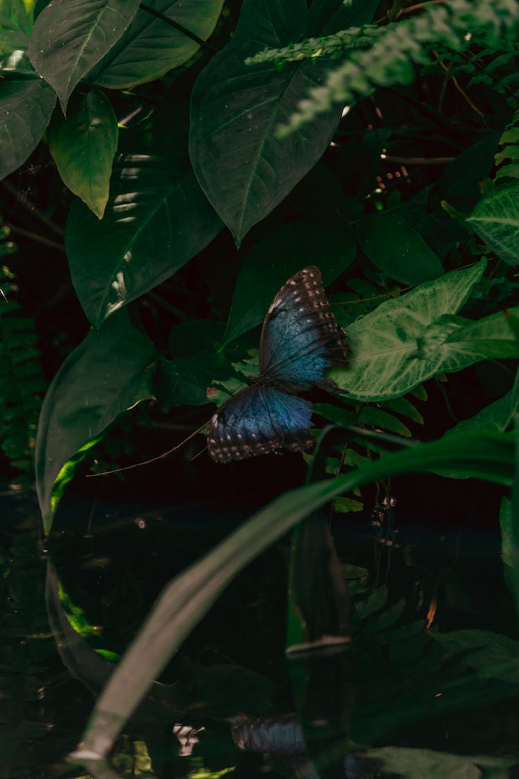 Butterfly On Leaves