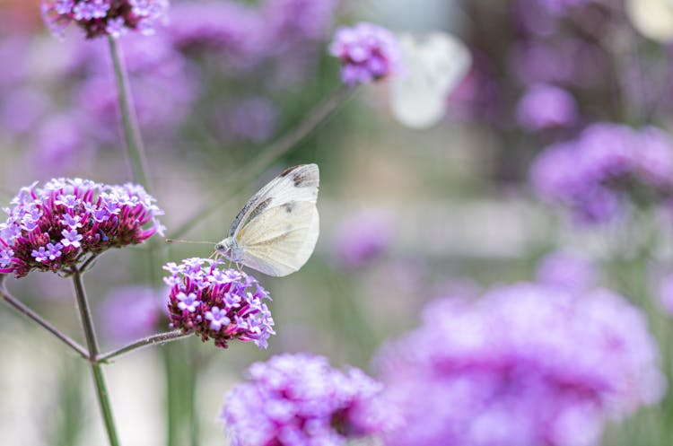 Butterfly On Violet Spring Flowers