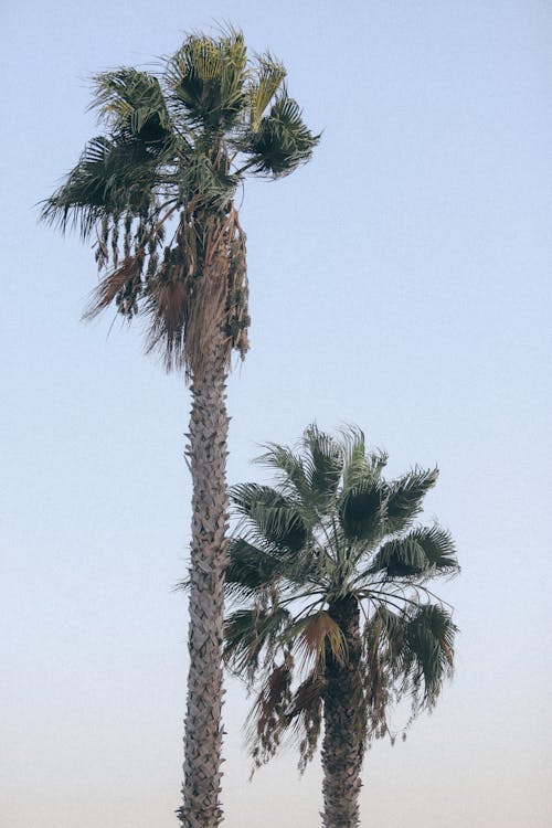 Darmowe zdjęcie z galerii z czyste niebo, krajobraz, palmy