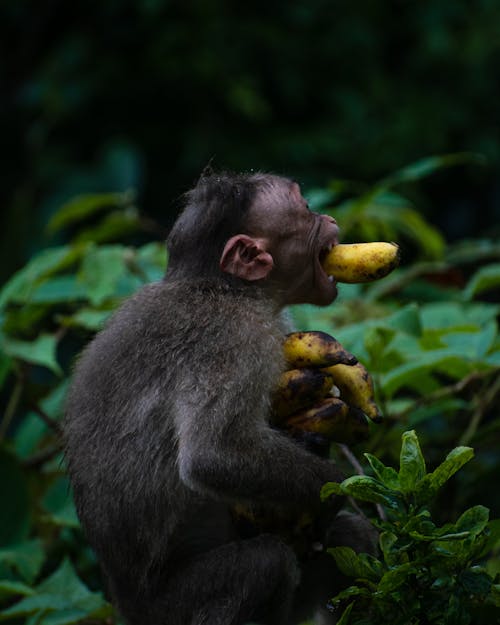 Foto d'estoc gratuïta de animal, bosc, fotografia de la vida salvatge