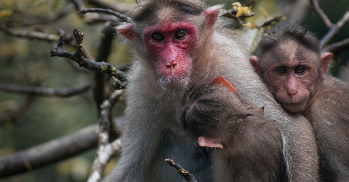 Macaques At The Zoo Free Stock Photo Macaques At The Zoo Free Stock Photo
