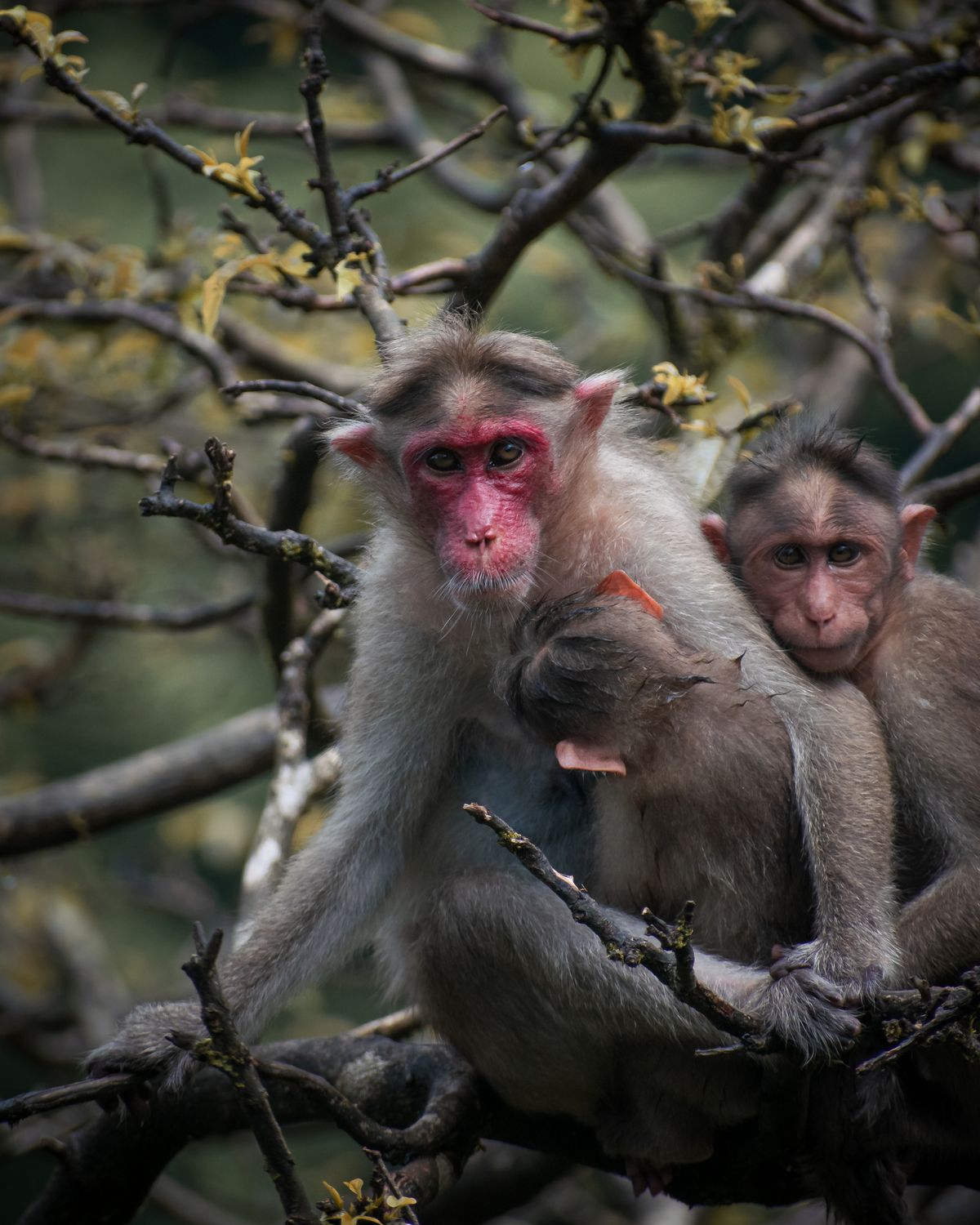 Macaques At The Zoo Free Stock Photo Macaques At The Zoo Free Stock Photo