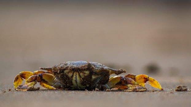 crab photo