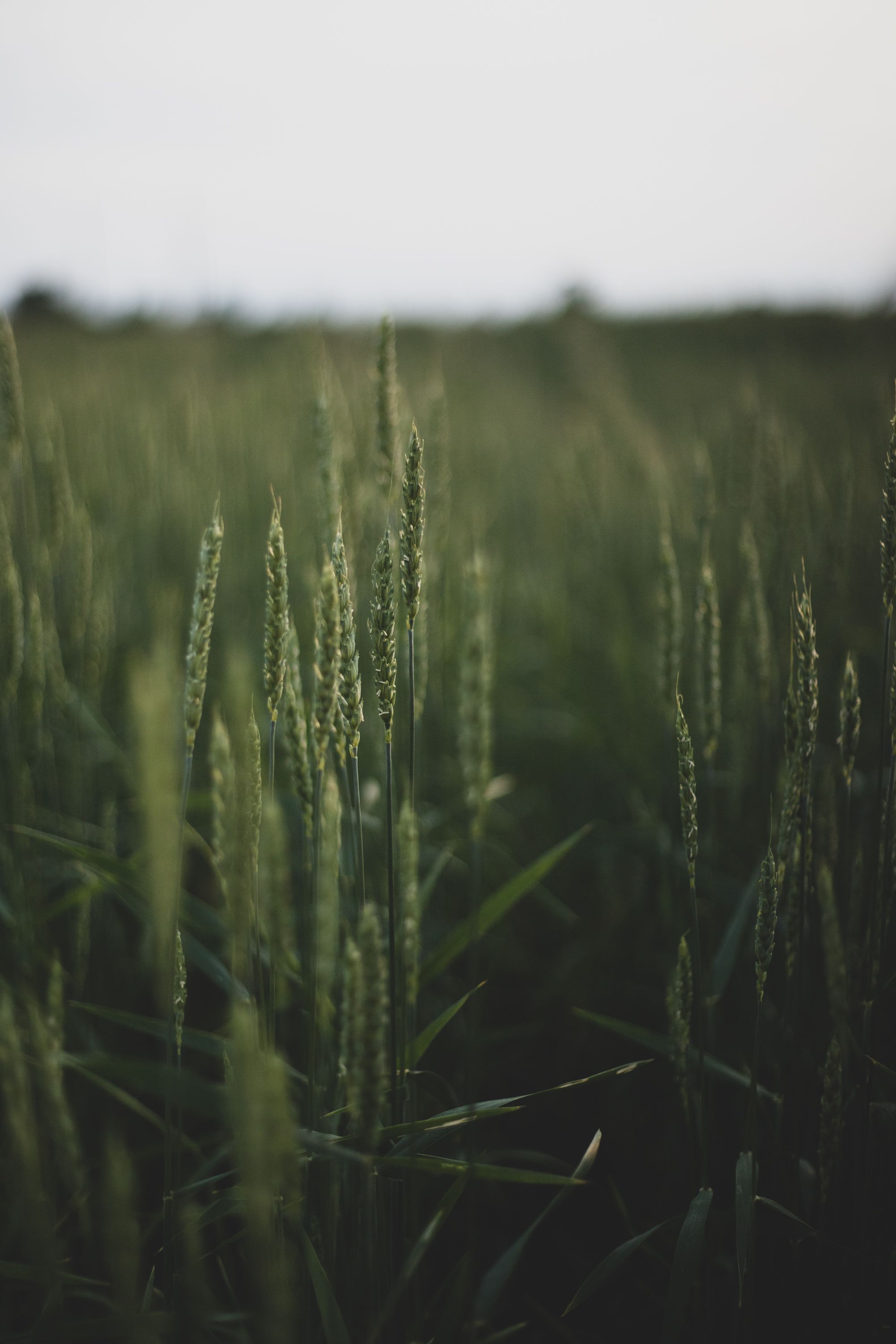 Green spikes of young wheat
