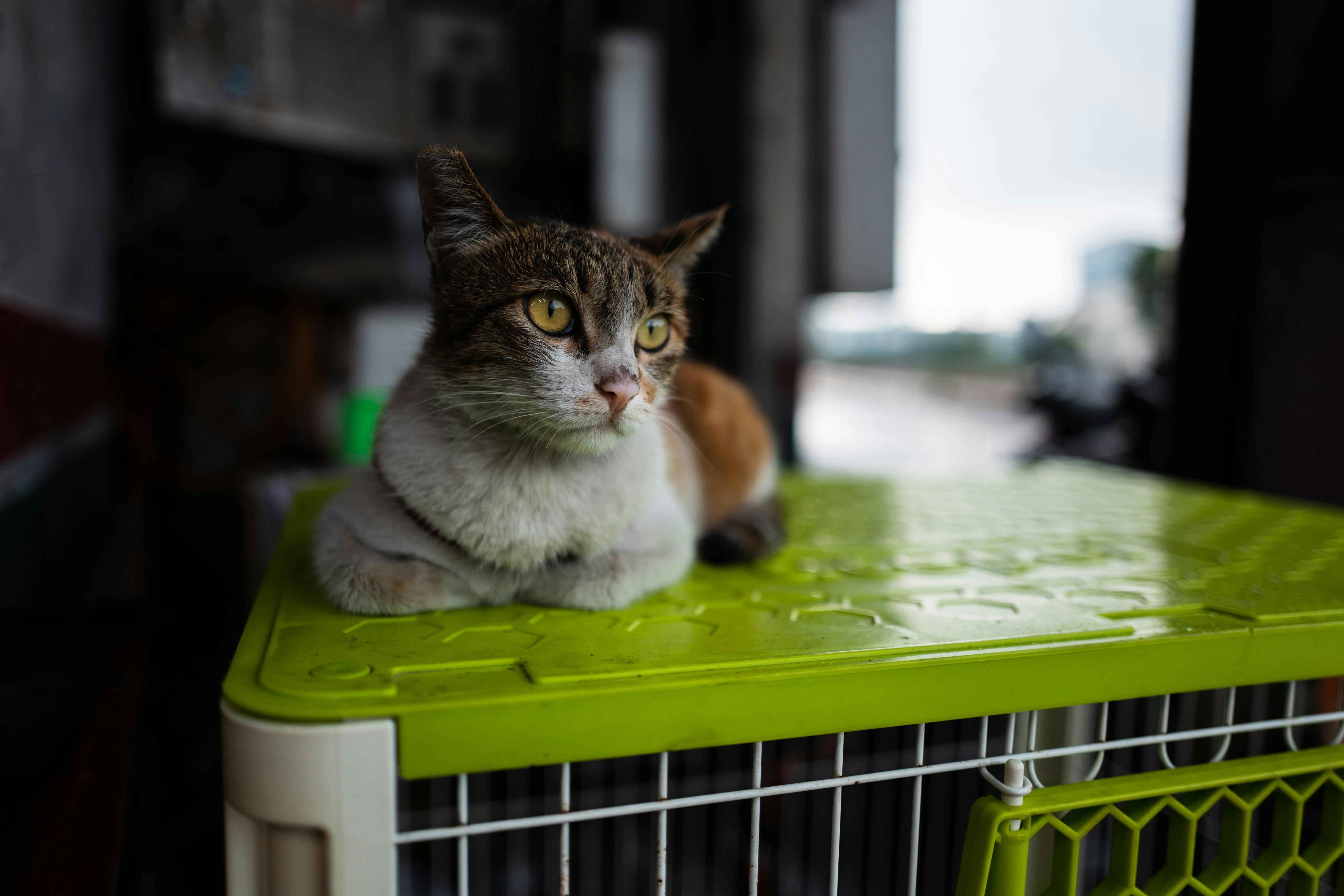 Cat Carry Cage Photos, Download The BEST Free Cat Carry Cage Stock