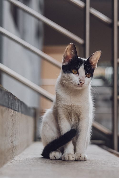 Free A curious domestic cat with striking markings sits elegantly outdoors. Perfect for animal lovers. Stock Photo
