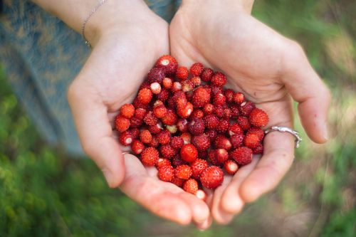 Free Close-up of hands holding fresh wild strawberries, symbolizing nature's bounty. Stock Photo