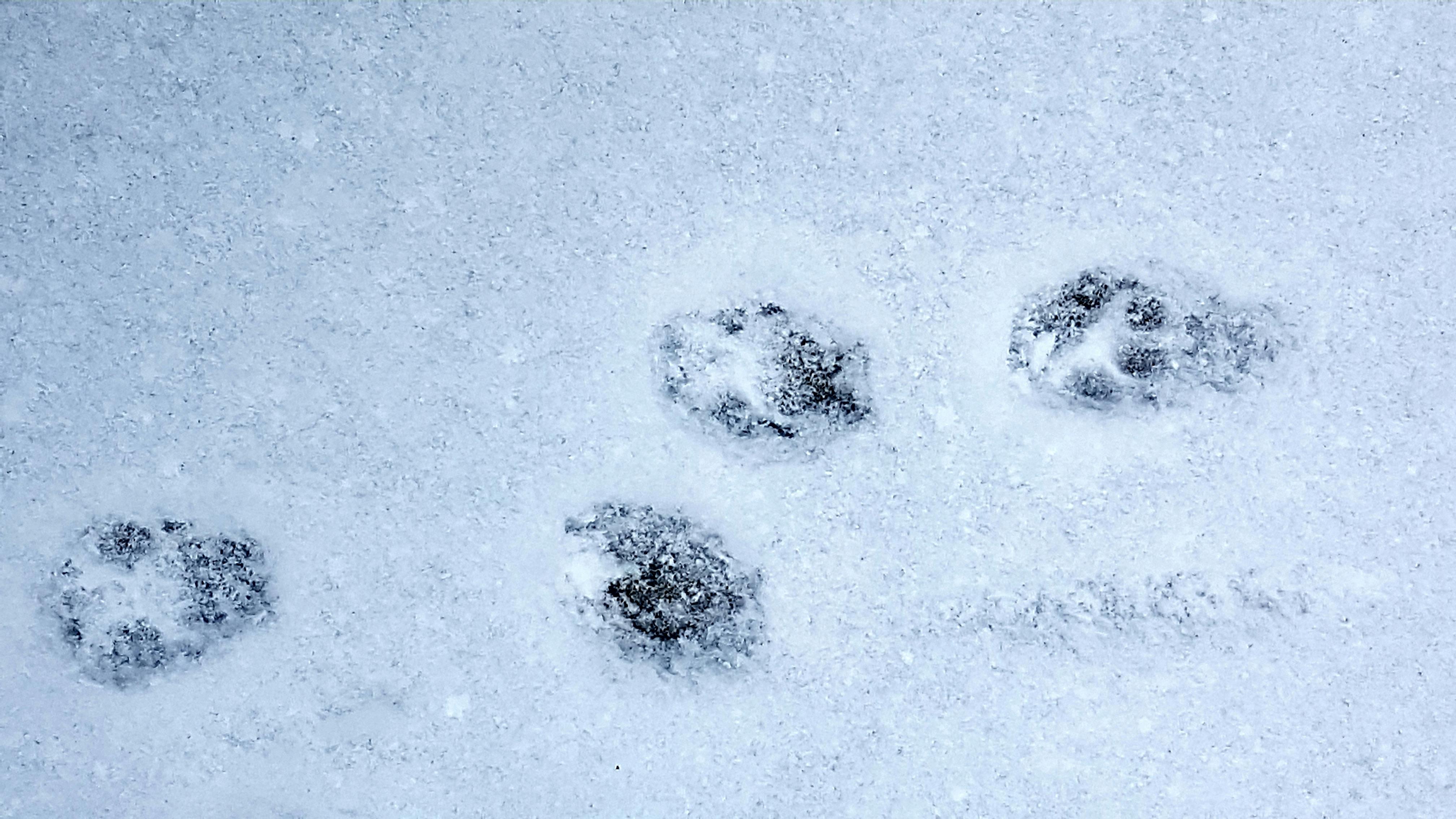 Free stock photo of #snow #winter #footprints