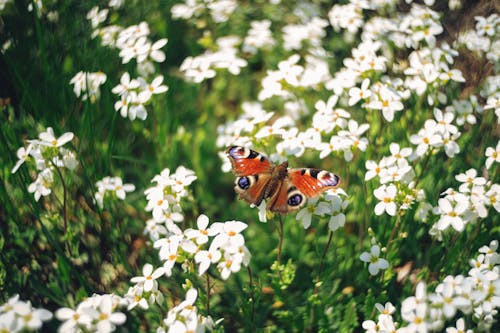 Free A butterfly sitting on some white flowers Stock Photo