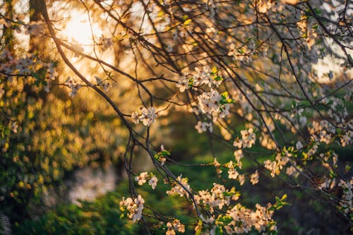 Sunset over cherry blossoms