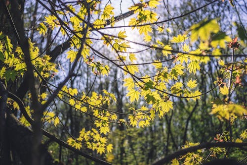 Fotobanka s bezplatnými fotkami na tému les, listy, príroda