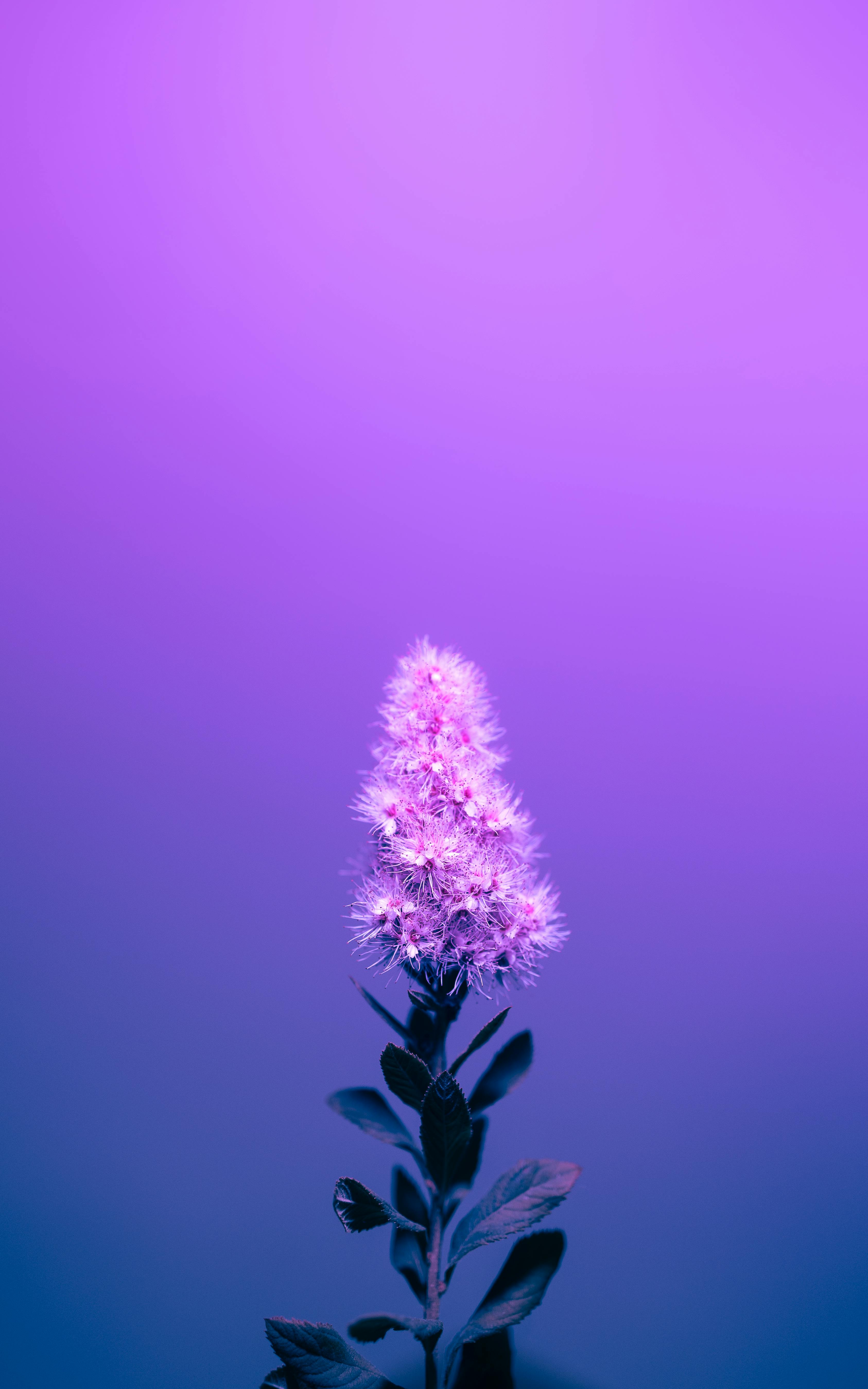 Captivating spiraea flower in full bloom, framed by a vivid purple gradient.