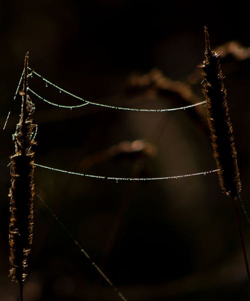 Immagine gratuita di ragnatela, rugiada del mattino, seta di ragno