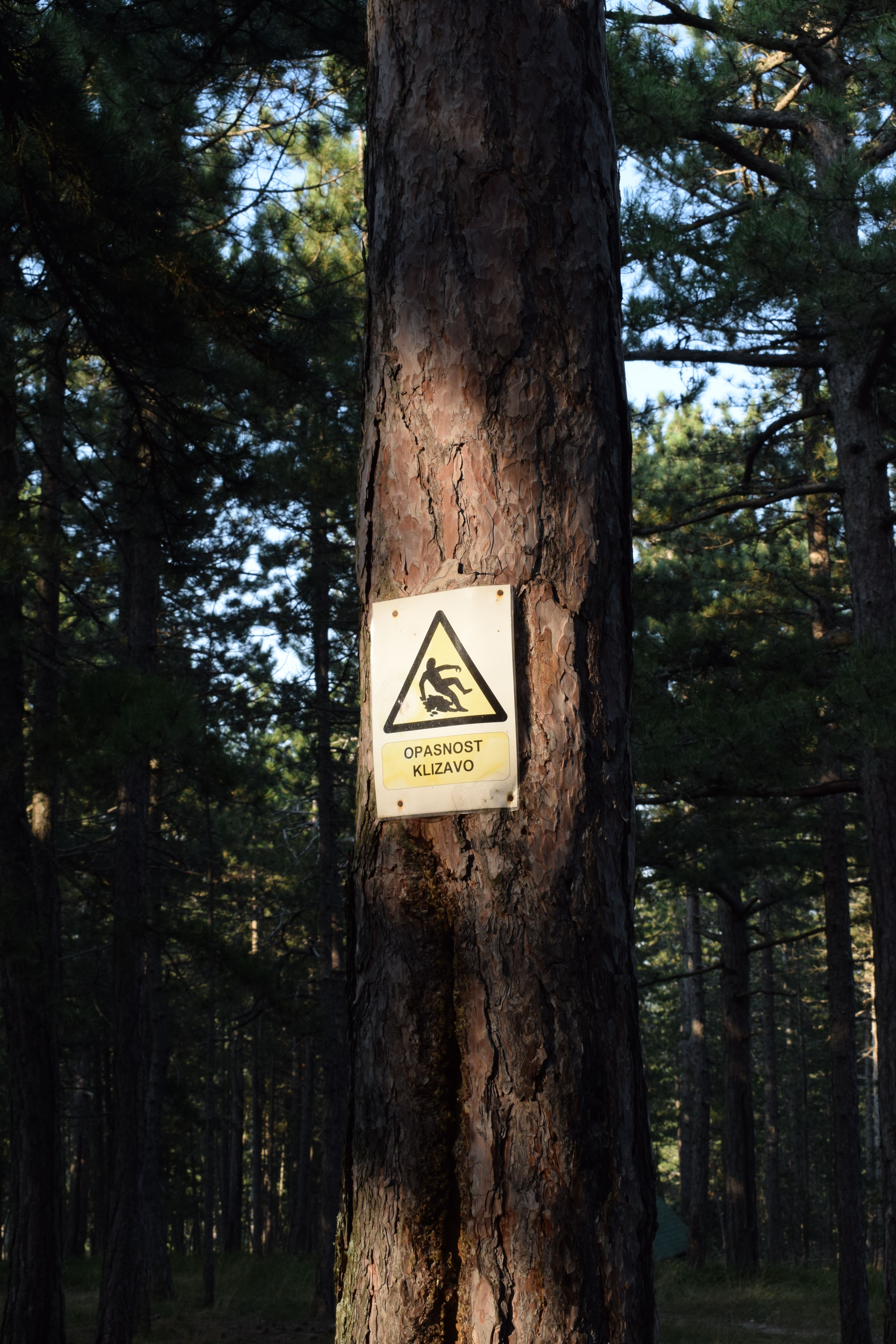 Warning Sign in a Forest · Free Stock Photo