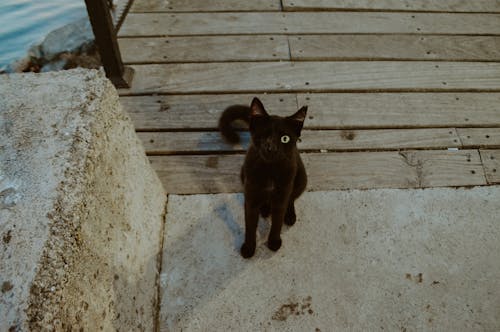 Ingyenes stockfotó állati szem, fekete macska, macska témában