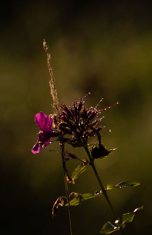 Kostenloses Stock Foto zu lila, lila blume, wildblumen