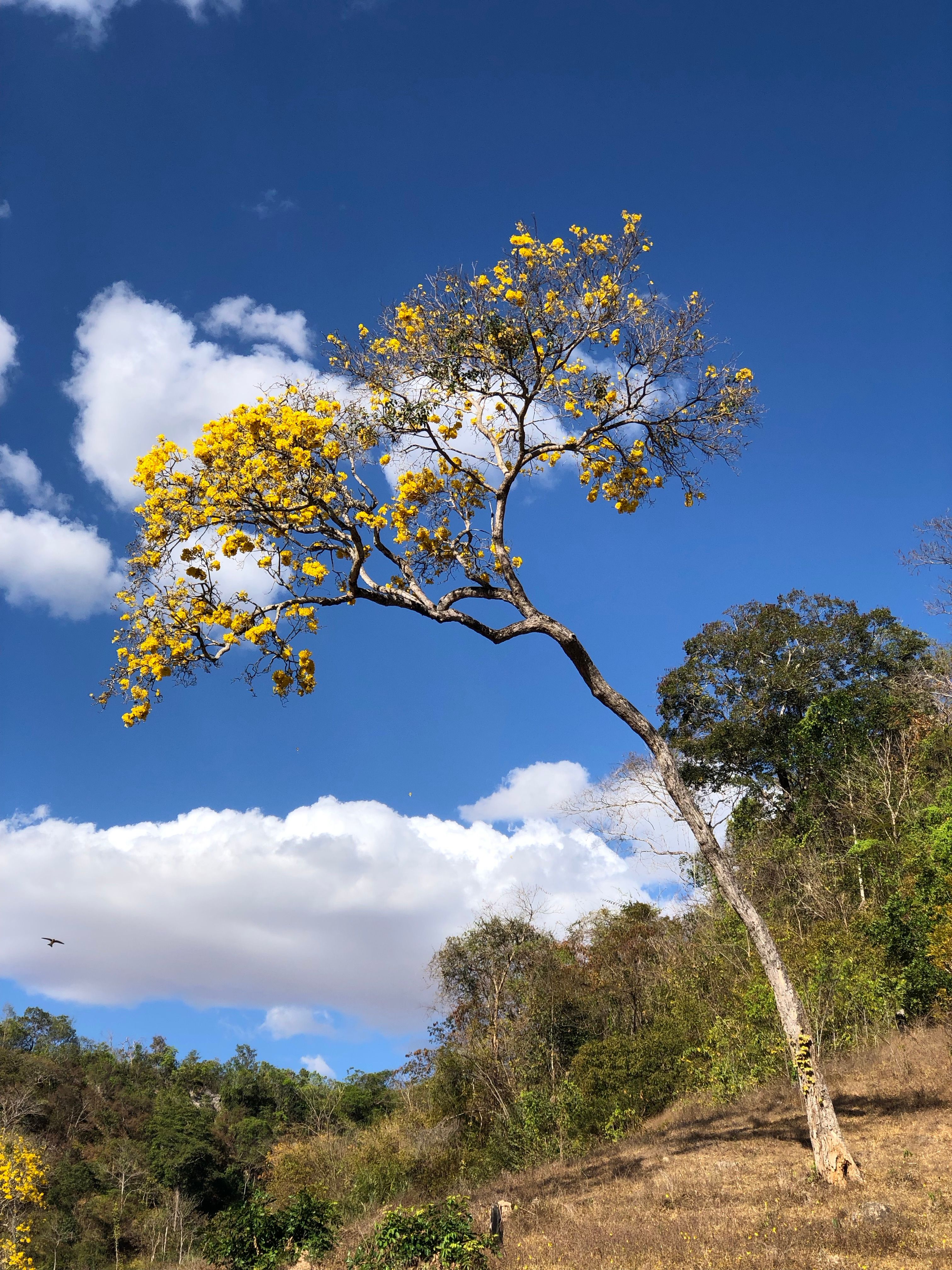 Fotomural Un solitario árbol de Tabebuia amarilla se alza en Balsas, Brasil, bajo un cielo claro de verano.