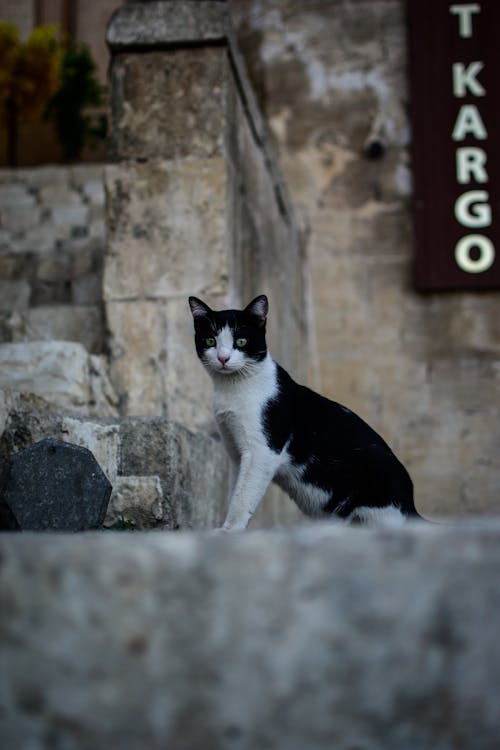 Kostenloses Stock Foto zu boden, haustier, katze