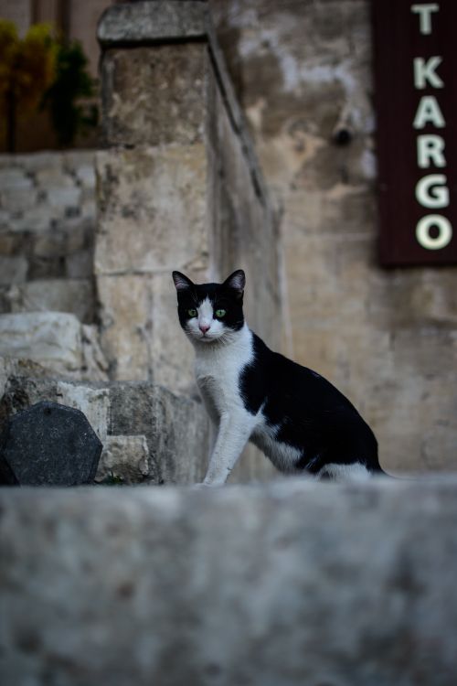 Free A cute black and white cat sitting on stone steps with a wall in the background. Stock Photo