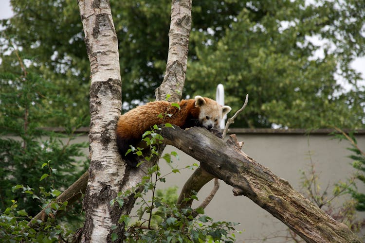 Red Panda Sleeping On Fallen Tree Trunk