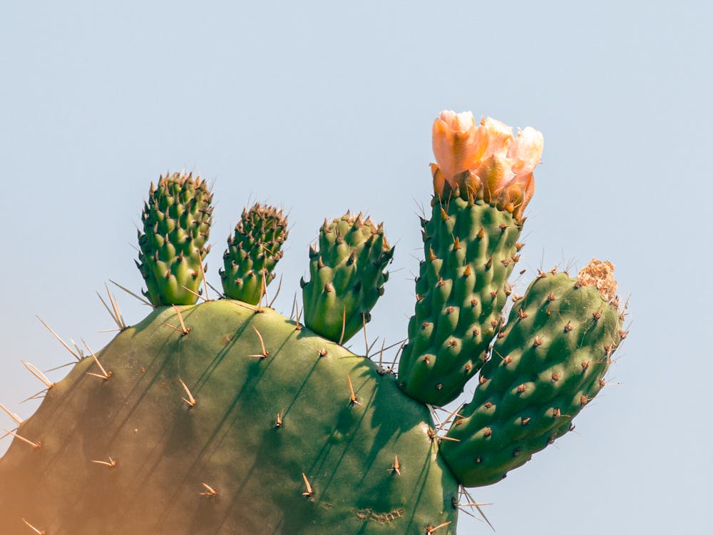 Close up of Cactus