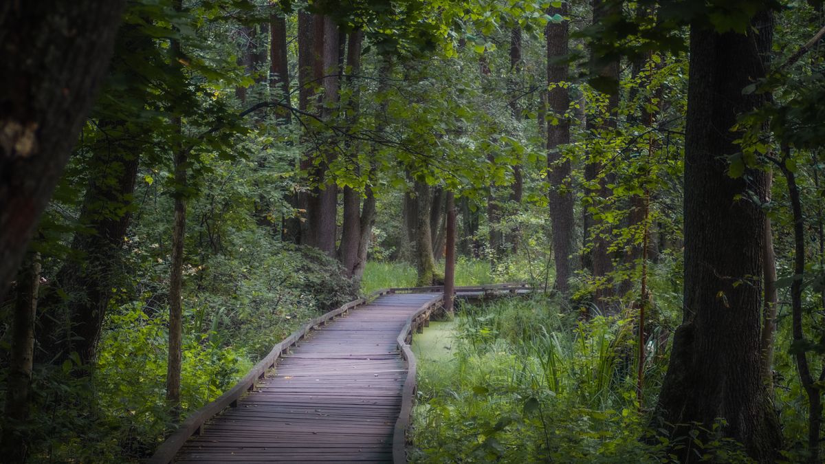 Pasarela de lemn serpuind printr-o padure verde