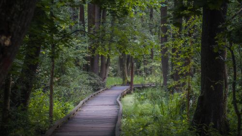 Free A tranquil wooden boardwalk winds through a lush forest in Песковатка-Боярская, creating a serene summer scene. Stock Photo