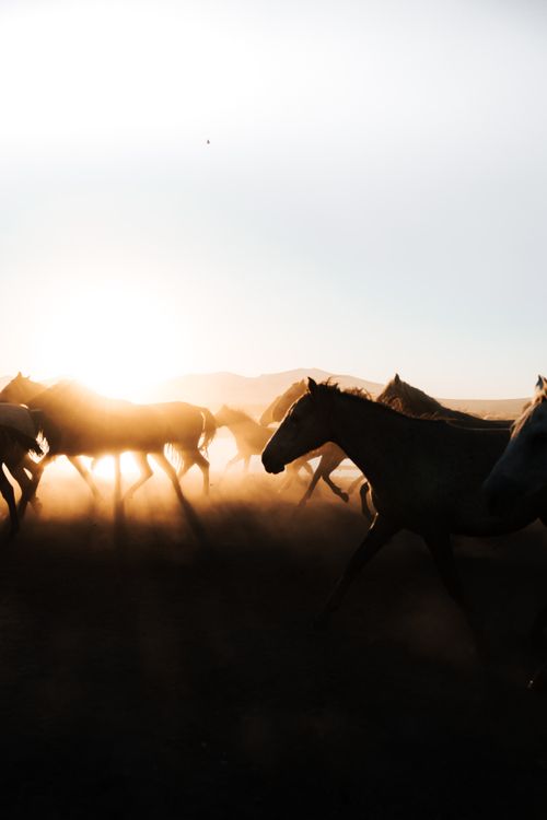 Free A herd of wild horses runs across a field during sunrise, creating a beautiful silhouette effect. Stock Photo