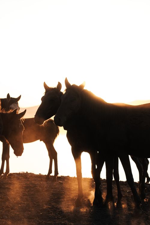 Free A herd of horses silhouetted by the sunrise, capturing the beauty of nature and wildlife. Stock Photo