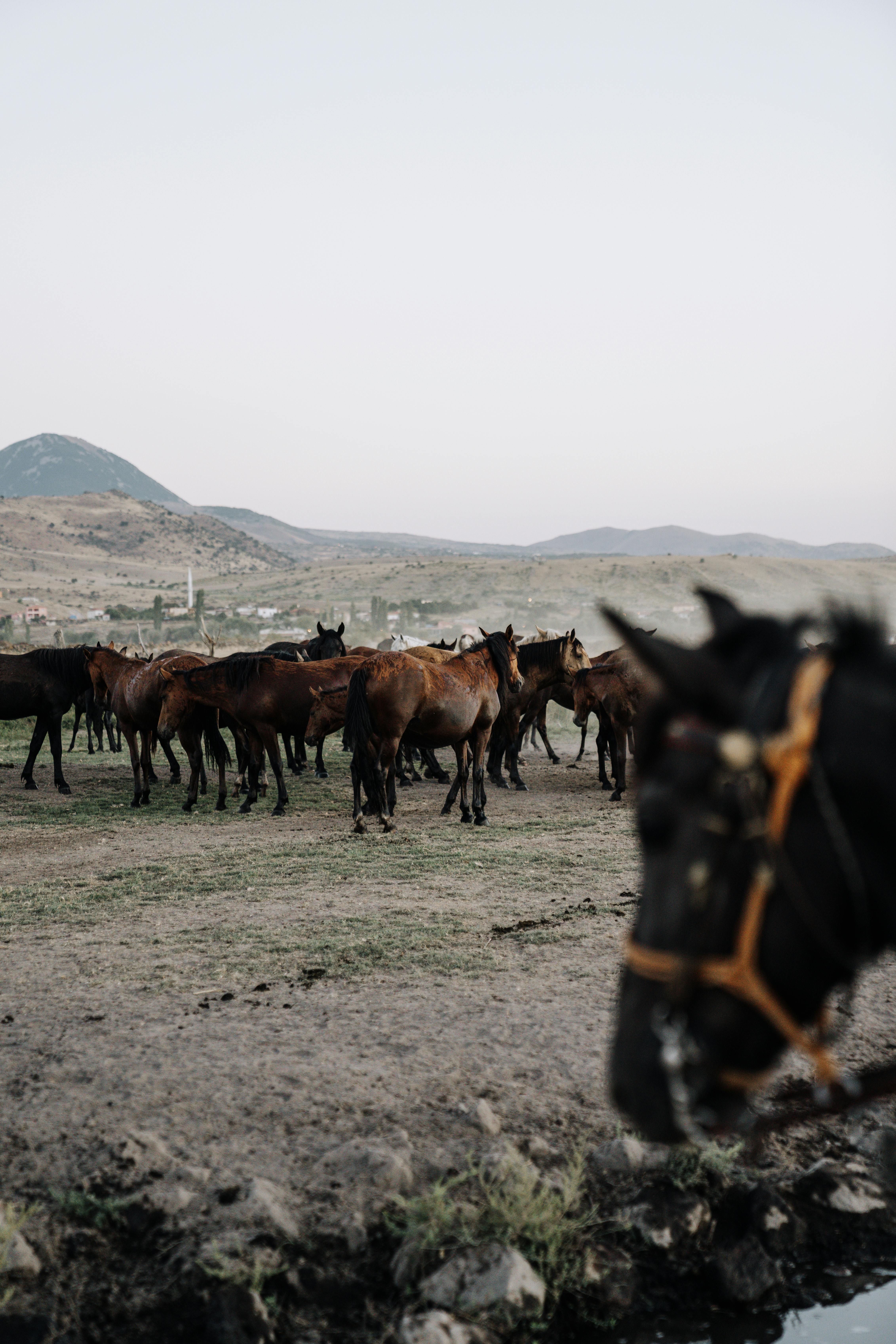 Analog Camera Called Zenit in Hand against Herd of Horses on