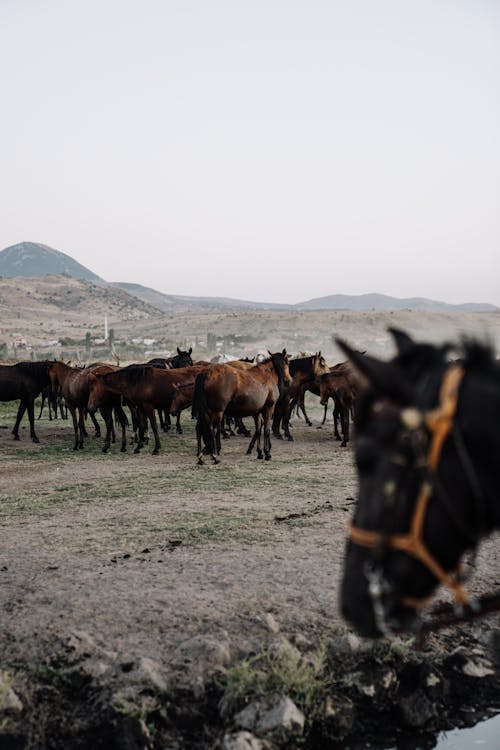 Herd of Horses on Pasture against Hilly Landscape
