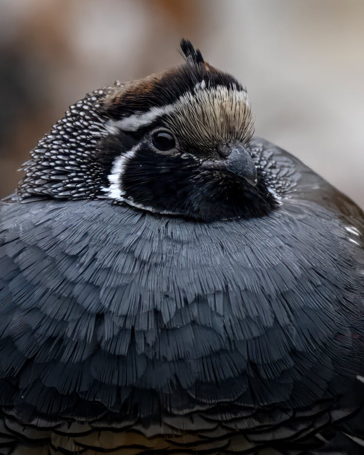 California Valley Quai Bird