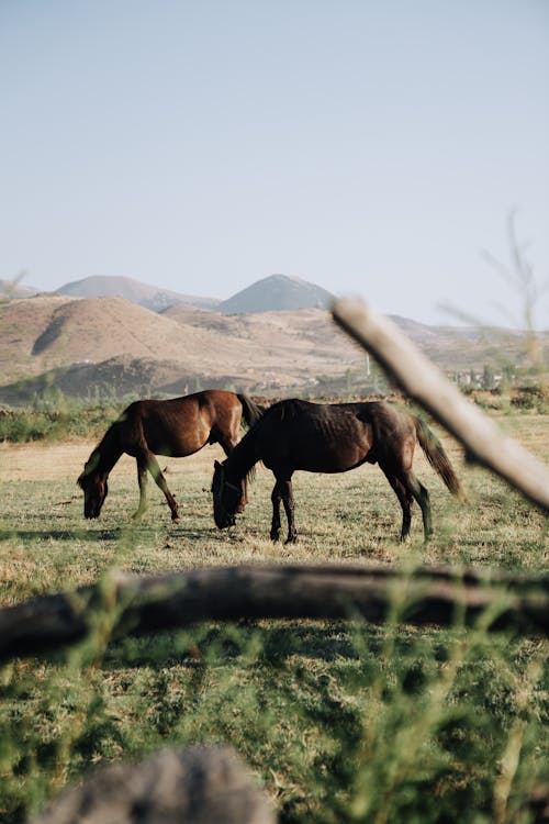 Horses Grazing in Pasture