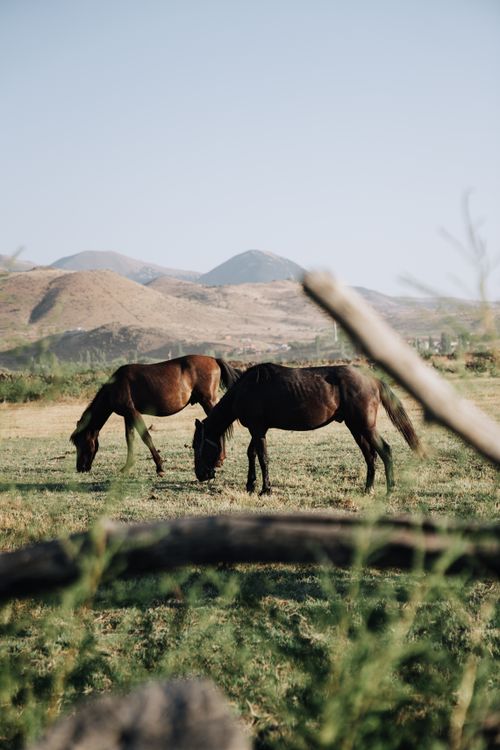 Free Two horses grazing peacefully in a sunlit meadow with mountain backdrop, showcasing rural tranquility. Stock Photo