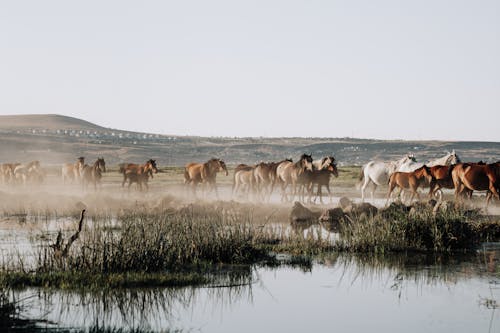 Herd of Horses by River