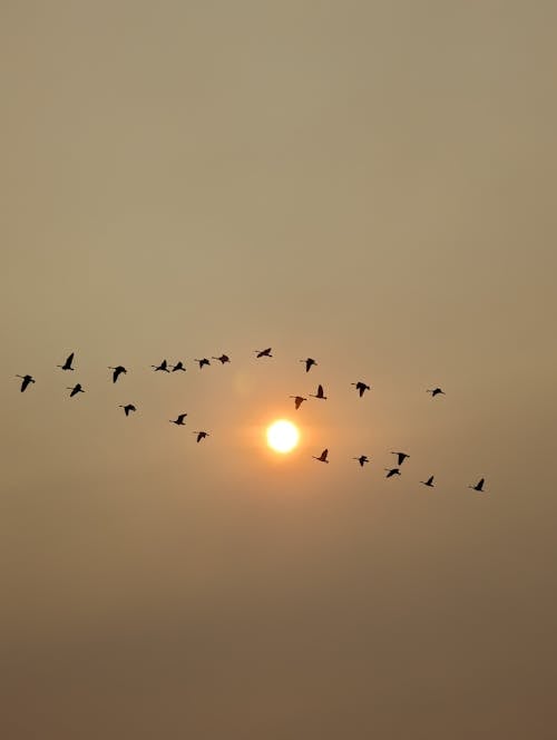 Flock of Birds Flying against Sunset Sky