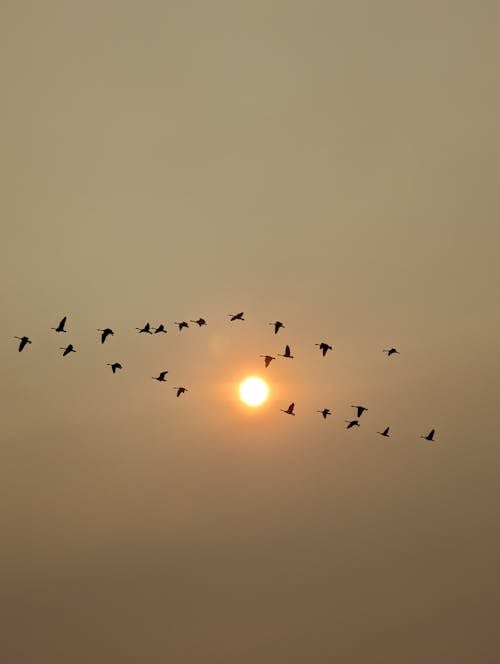 Fotobanka s bezplatnými fotkami na tému kŕdeľ, lietanie, migrácia