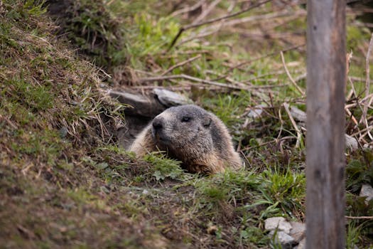 A wild marmot peeping from its burrow in the grassy hills of Tux, Austria.