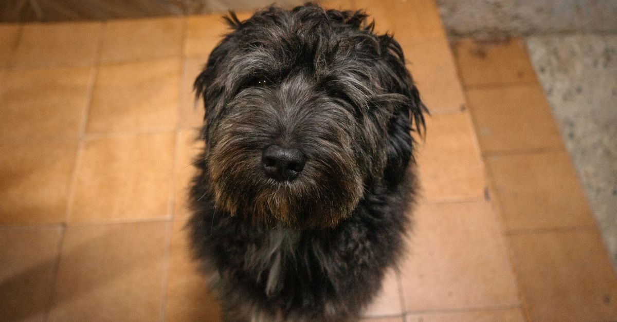 Cachorro preto adorável sentado em um chão de azulejos, capturado em ambientes internos em São Paulo, Brasil.