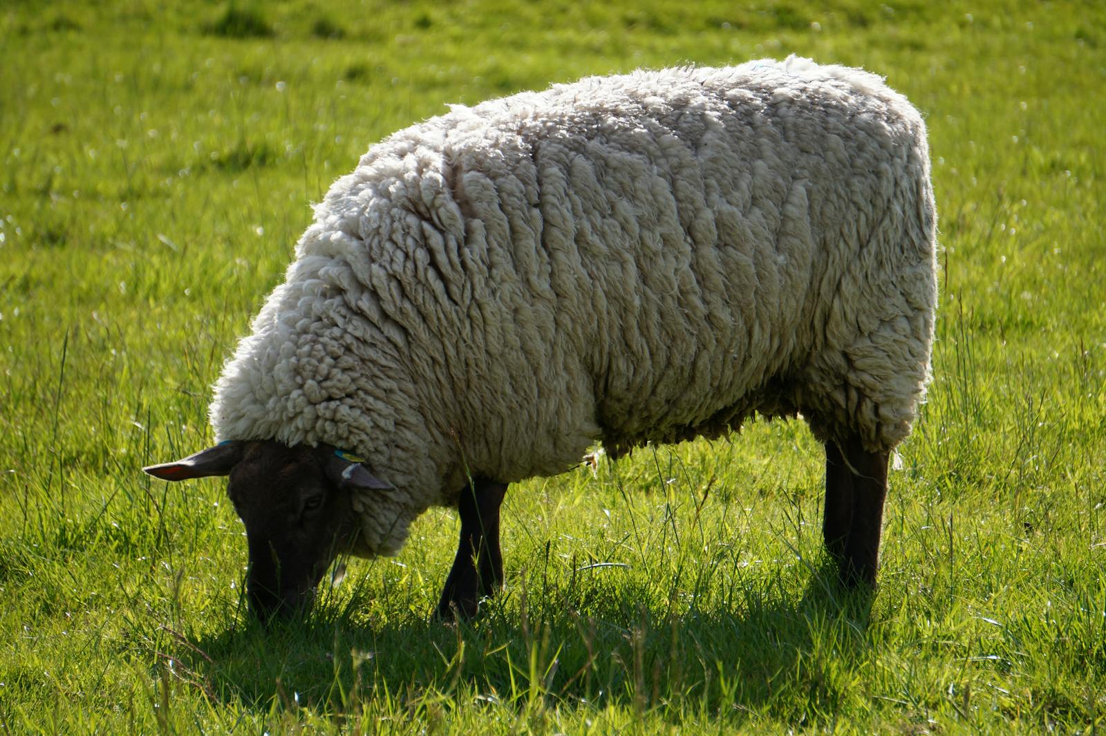 Photos Of Sheep Photos, Download The BEST Free Photos Of Sheep Stock
