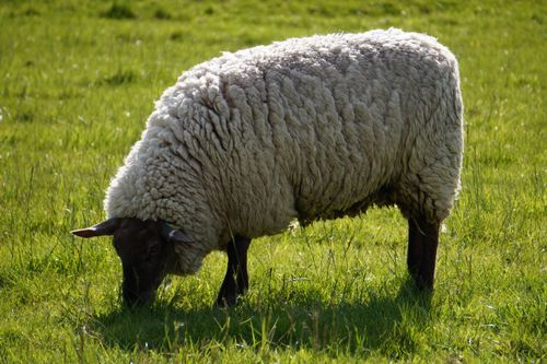 Free A fluffy sheep grazing peacefully in a vibrant green field under daylight. Stock Photo