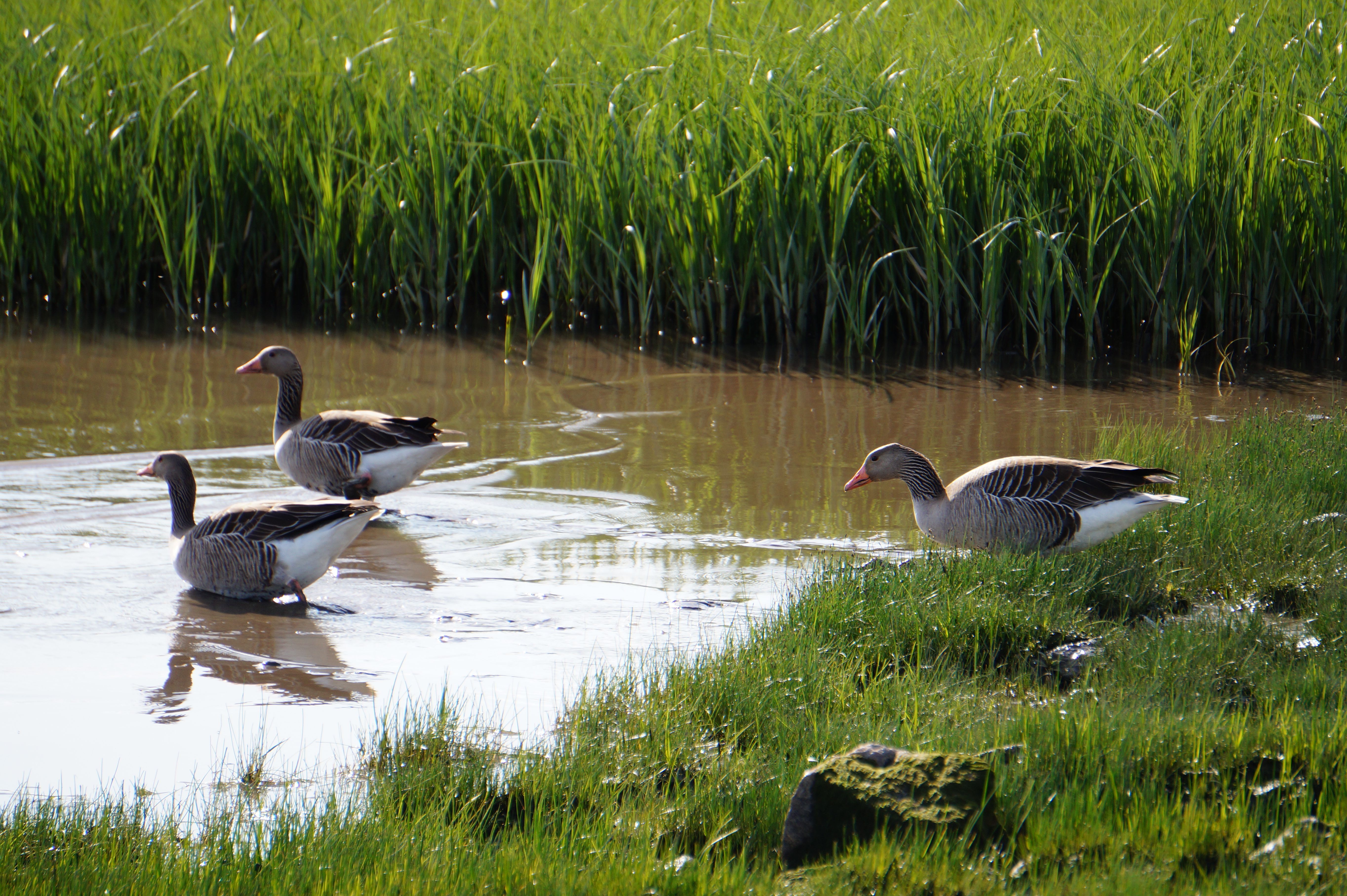 Three geese are standing in a pond of water · Free Stock Photo