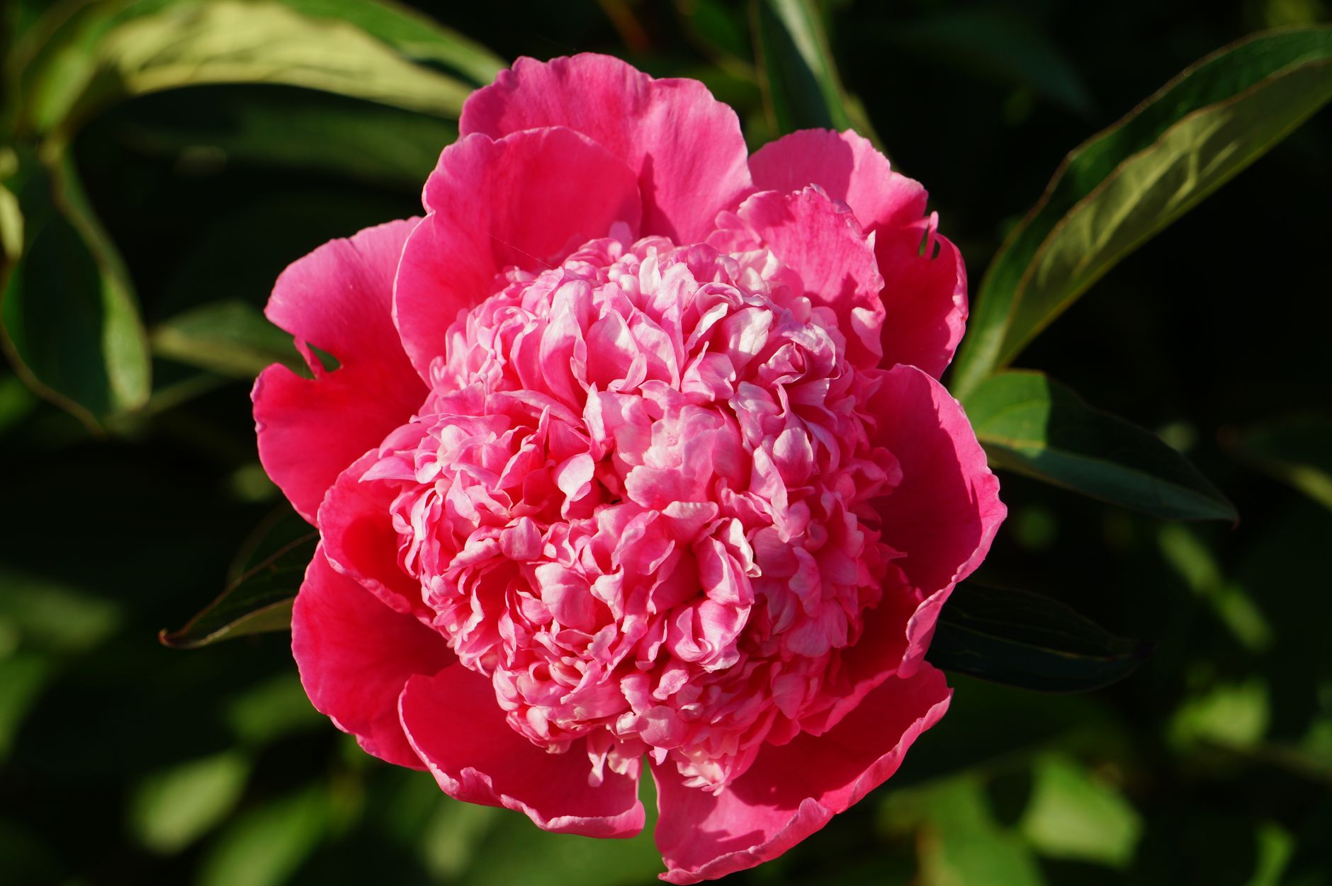 A pink peony flower with green leaves