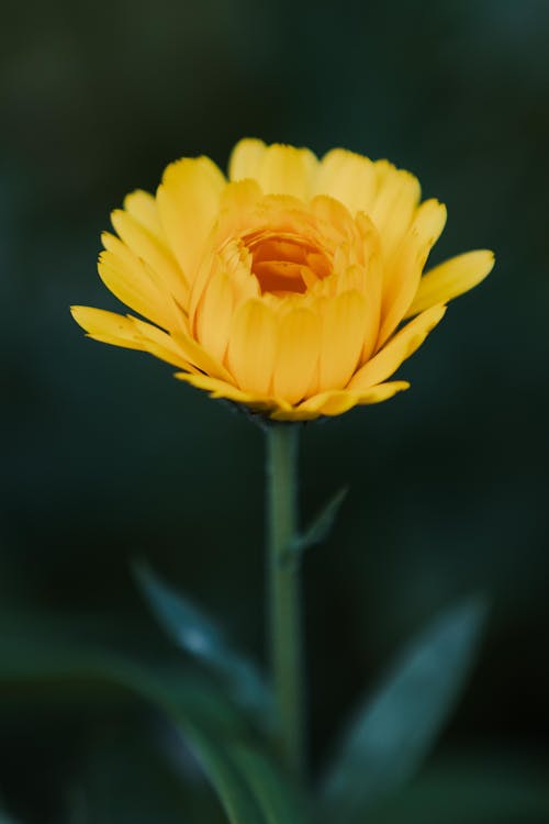 Kostnadsfri bild av calendula, gul blomma