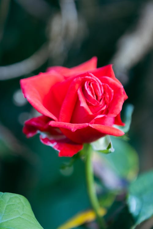 Ilmainen kuvapankkikuva tunnisteilla kukka, punainen kukka, punainen ruusu