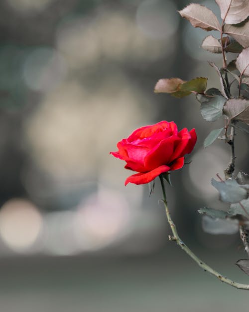 Ilmainen kuvapankkikuva tunnisteilla punainen kukka, punainen ruusu, ruusu