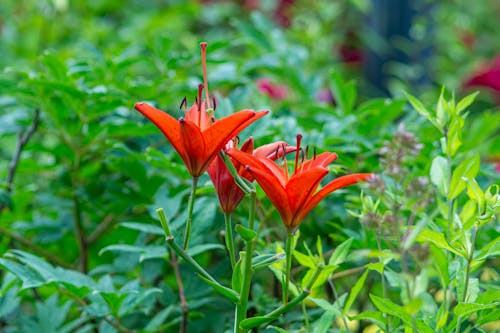 Lily Flowers in the Meadow