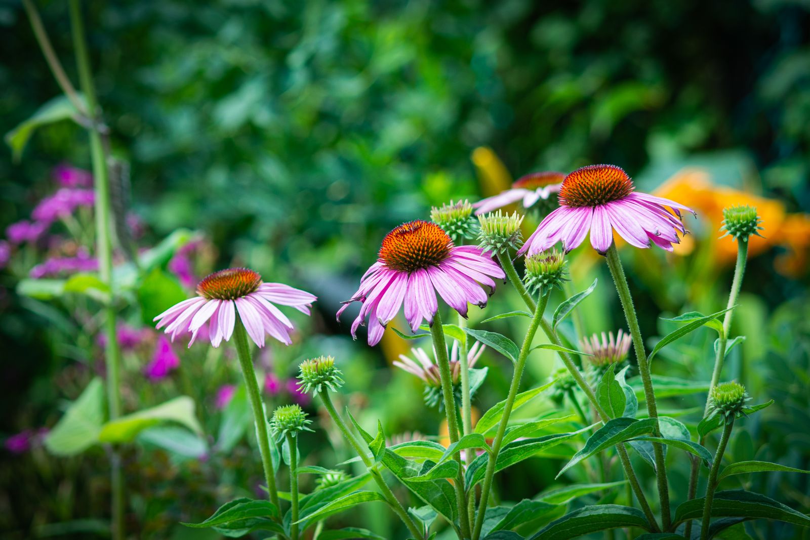Coneflowers and native meadow plants in Marin