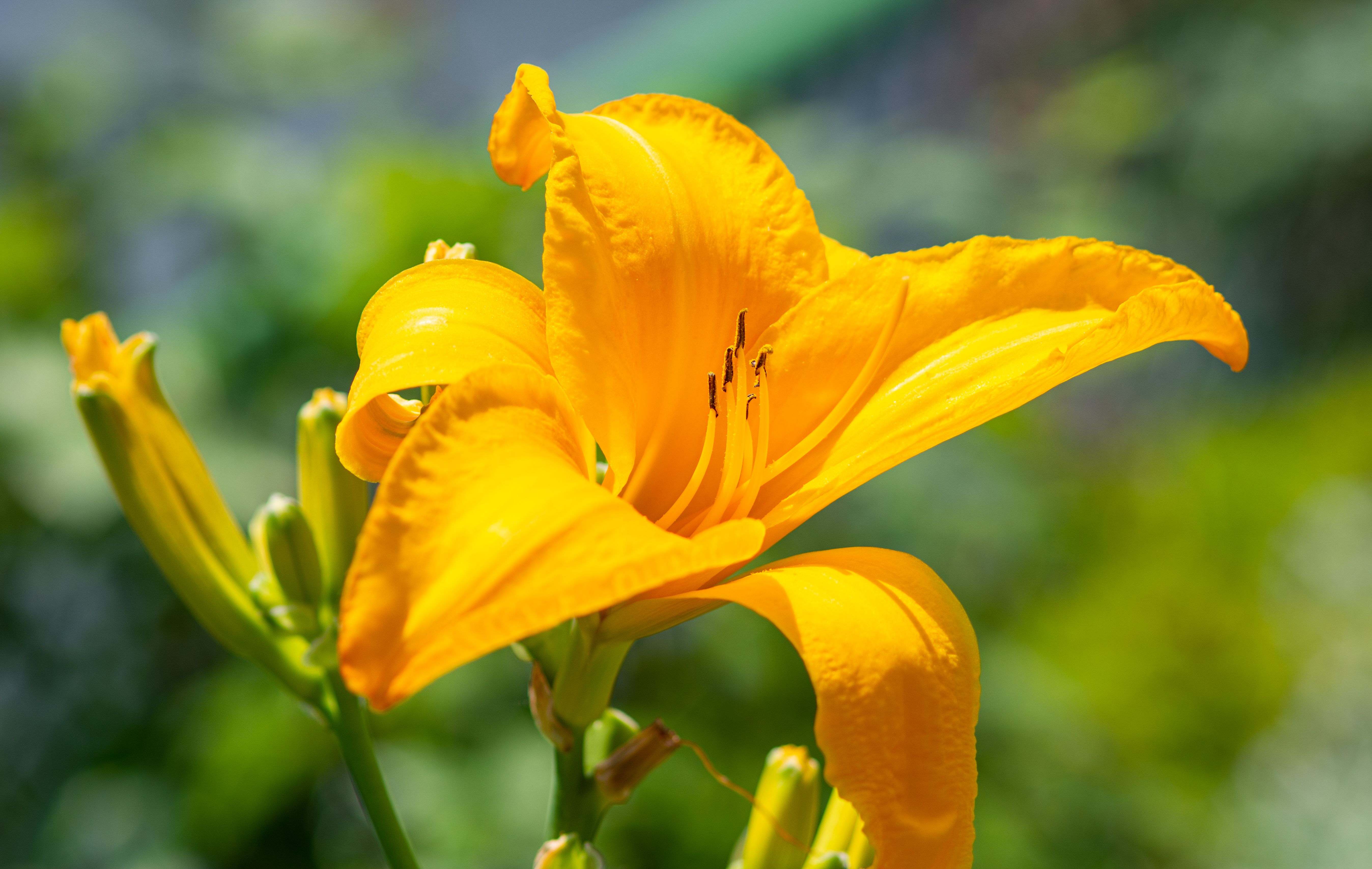 Close-up of a vibrant yellow lily in full bloom, capturing nature's beauty in a summer garden.