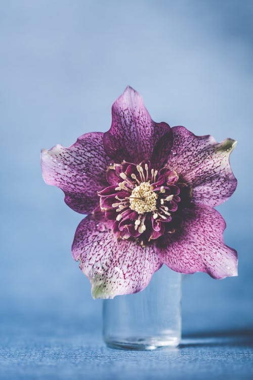 Foto De Primer Plano De Flor Morada